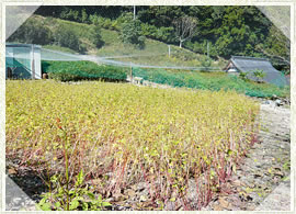 2014年12月　耕作放棄地を利用した蕎麦畑ができました。