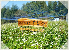 2014年12月　耕作放棄地を利用した蕎麦畑ができました。