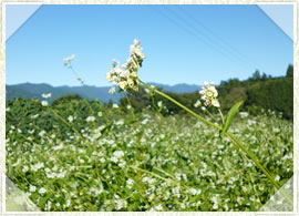 波多打蕎麦