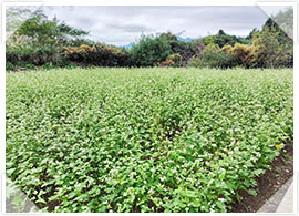 2025年「令和波多打そば」